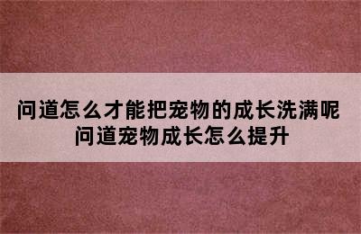 问道怎么才能把宠物的成长洗满呢 问道宠物成长怎么提升